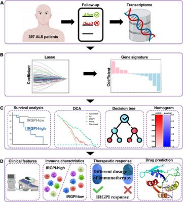 Identification of an immune-related gene prognostic index for predicting prognosis, immunotherapeutic efficacy, and candidate drugs in amyotrophic lateral sclerosis